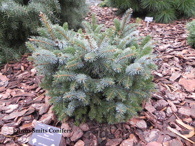 Picea sitchensis 'Pluto'